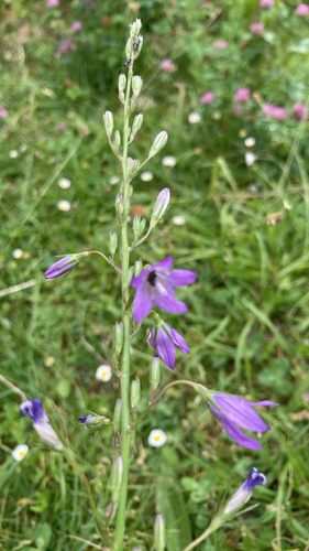 Rampion