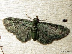 Pasiphila rectangulata