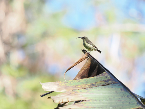 iNaturalist image