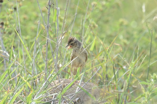 Singing Bushlark