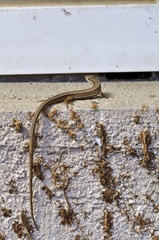 Takydromus wolteri