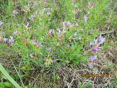 Astragalus arenarius