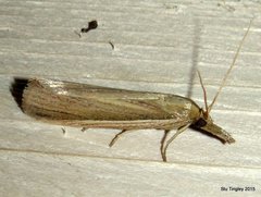 Peoria gematella