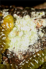 Pertusaria pertractata