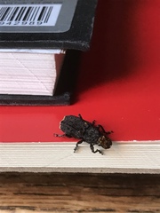 Platyrhinus resinosus