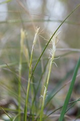 Carex alba