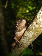 Sceloporus utiformis