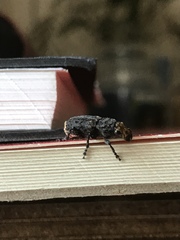 Platyrhinus resinosus