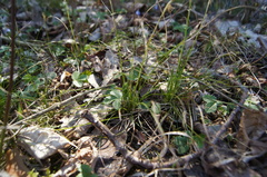 Carex alba