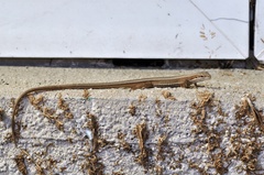 Takydromus wolteri