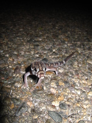 Coleonyx nemoralis