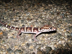 Coleonyx nemoralis