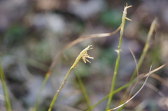 Carex alba