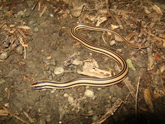Conophis vittatus