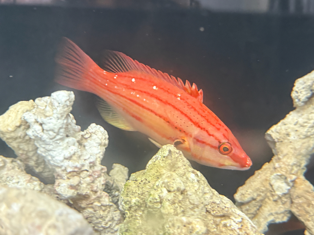 Fourline Hogfish