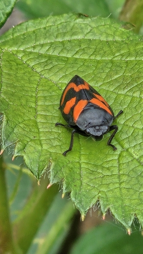 Common Froghopper