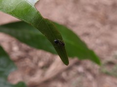 Meranoplus bicolor