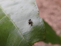 Meranoplus bicolor