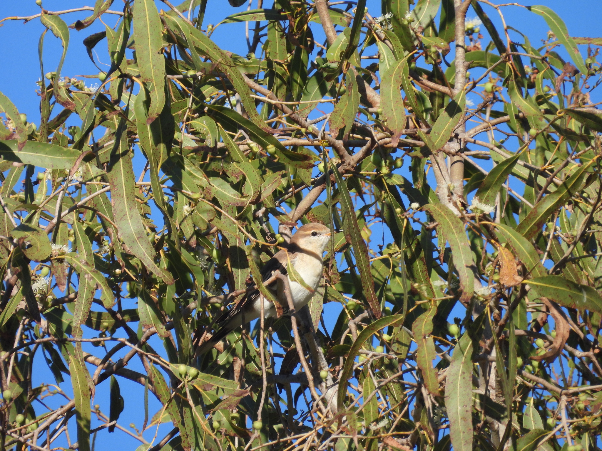 White-winged Triller (Lalage tricolor), photo 5