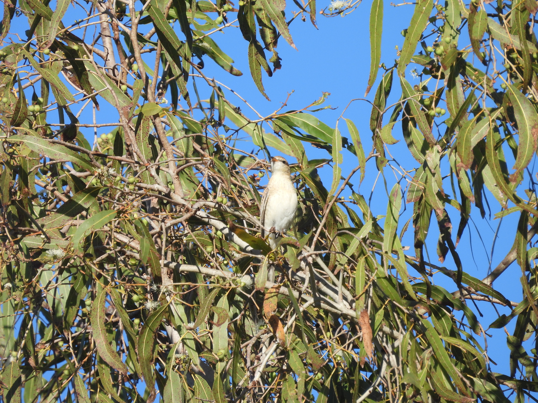 White-winged Triller (Lalage tricolor), photo 3