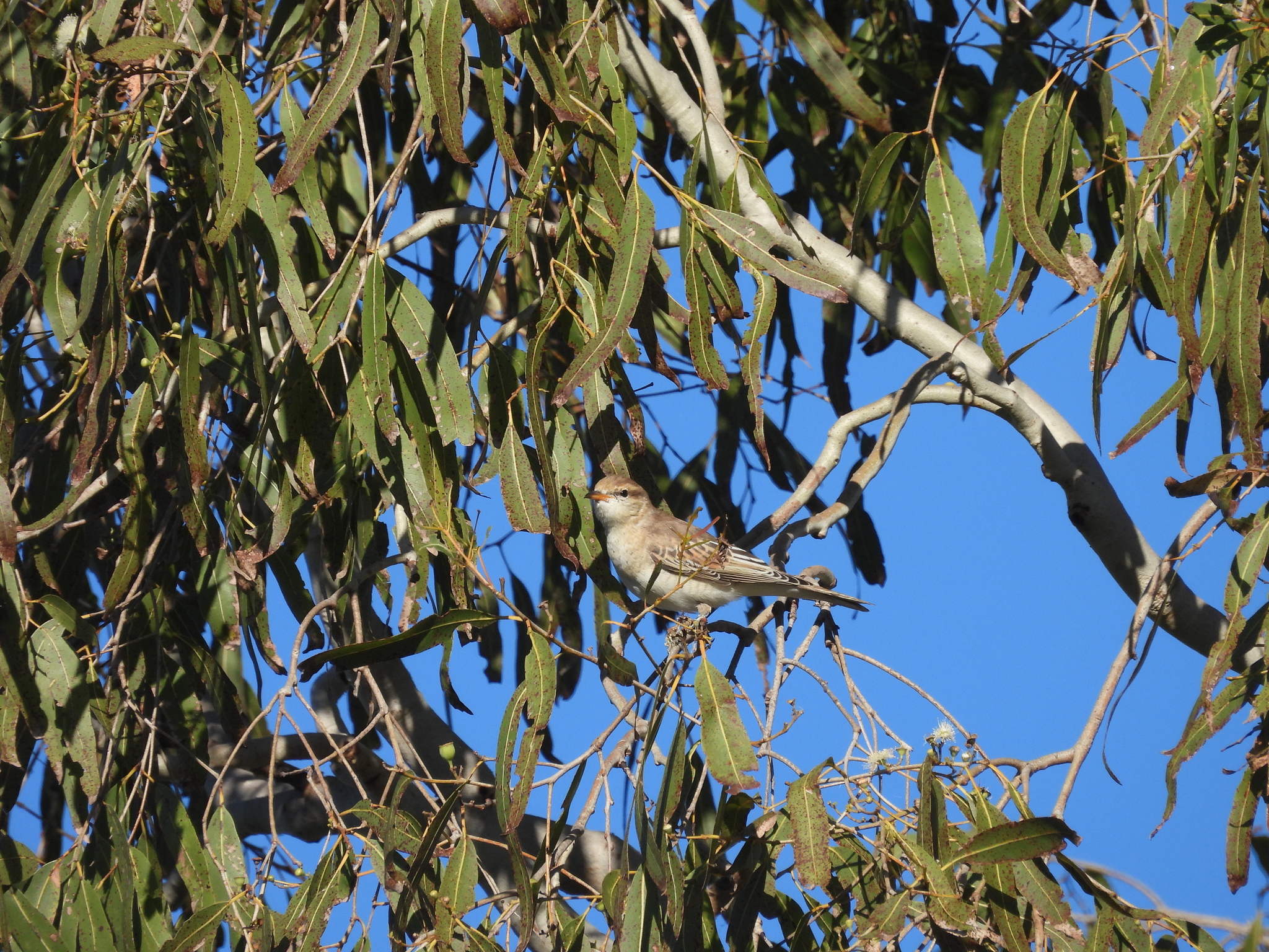 White-winged Triller (Lalage tricolor), photo 4