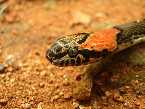Uribe's Cat-eyed Snake