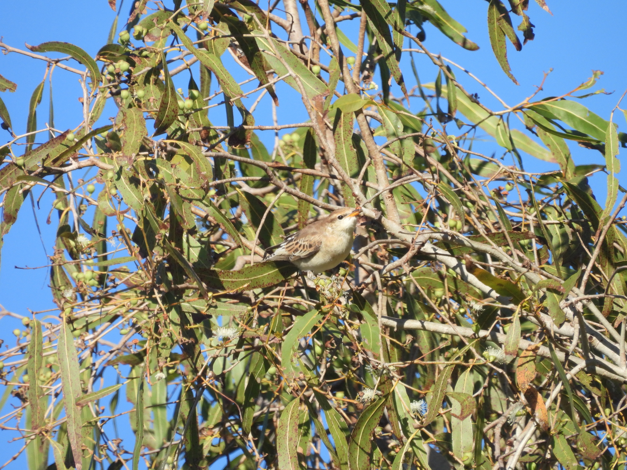 White-winged Triller (Lalage tricolor), photo 2