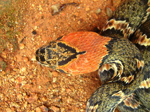 Uribe's Cat-eyed Snake