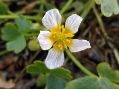 Ranunculus peltatus