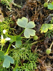 Ranunculus peltatus
