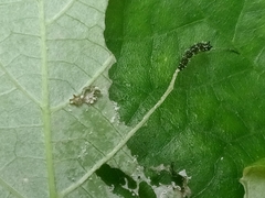 Colobura dirce wolcotti