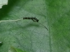 Colobura dirce wolcotti