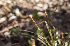 Carex digitata