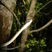 Mexican White-lipped Snake - Photo (c) Jorge Armín Escalante-Pasos, some rights reserved (CC BY), uploaded by Jorge Armín Escalante-Pasos