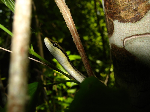 Mexican White-lipped Snake