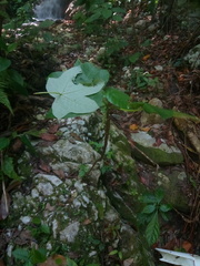 Colobura dirce wolcotti