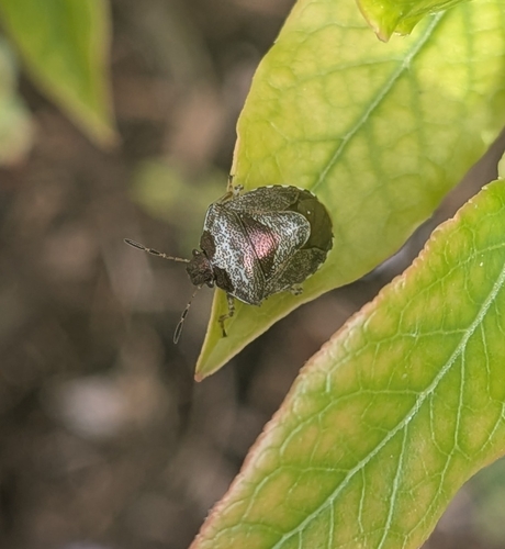 Woundwort Shield Bug