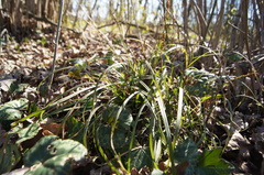 Carex digitata