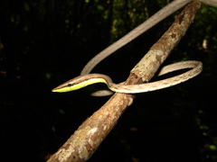 Oxybelis microphthalmus