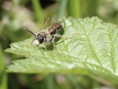 Andrena chrysosceles