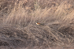 Centropus senegalensis