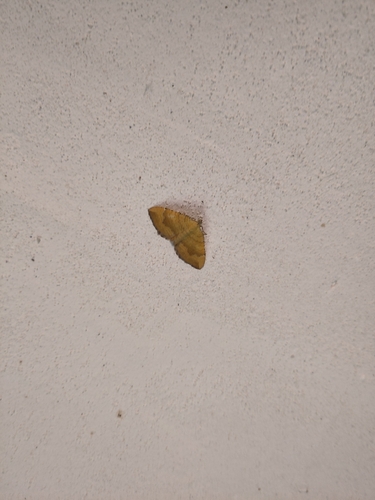 Yellow Shell Moth