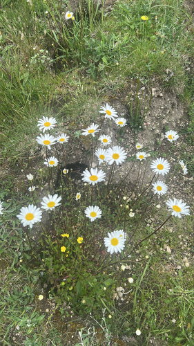 oxeye daisy