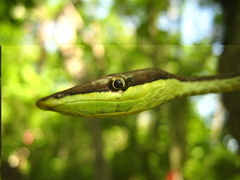 Oxybelis microphthalmus