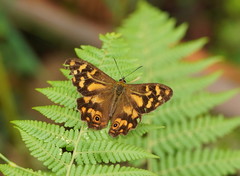 Heteronympha banksii