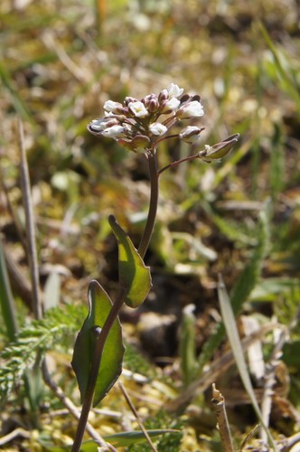 Perfoliate Penny-cress
