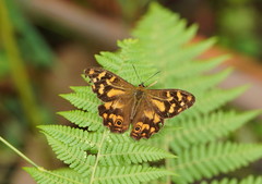 Heteronympha banksii
