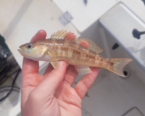 Squirrel sand perch (Diplectrum sciurus) — Serranidae — 2