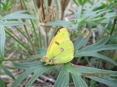 Colias myrmidone