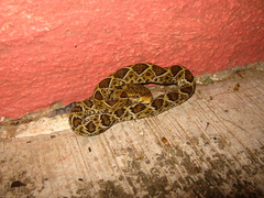 Crotalus basiliscus